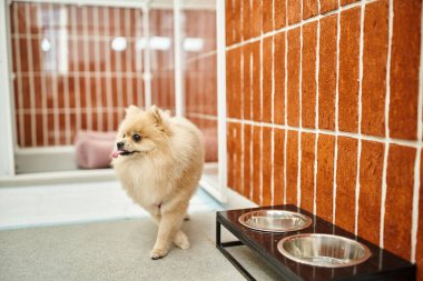 funny pomeranian spitz sticking out tongue near bowl stand in cozy environment of pet hotel clipart