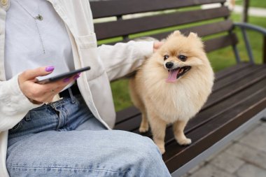 Akıllı telefonlu bir kadının parkta kürsüde tatlı Pomeranian Spitz 'i okşaması.