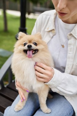 partial view of woman cuddling beloved pomeranian spitz on bench in park, peaceful leisure clipart