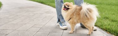 Güzel Pomeranian Spitz 'in yanında dil uzatan kadın manzarası, afiş.