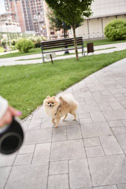 Sevimli Pomeranian Spitz. Sokakta yürüyor. Kırpılmış kadın sahibi, köpek mutluluğu ve boş zamanlarında.