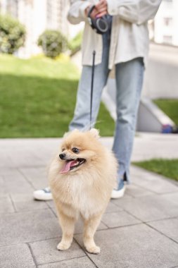 Pomeranian Spitz marka, otomatikleştirilmiş tasmalı, şehir yaşam tarzıyla yürüyen kadın görüntüsü.