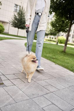 Pomeranian spitz marka otomatikleştirilmiş tasmalı, şehir yaşam tarzı olan kadın hayvan sahibinin kısmi görüntüsü
