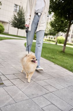 partial view of female pet owner with cute pomeranian spitz on automated leash, city lifestyle clipart