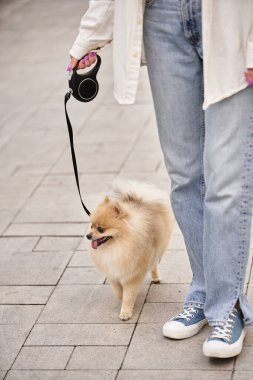 cropped view of woman strolling with furry pomeranian spitz on roulette leash, leisure in city clipart