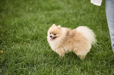 Kürklü ve şımarık Pomeranya tükürüğü parkta çimenli çimlerde yürüyor, köpek eğlencesi ve keyif