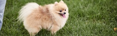 Pofuduk ve eğlenceli Pomeranya tükürüğü parkta yeşil çimlerde yürüyor, köpek mutluluğu, afiş
