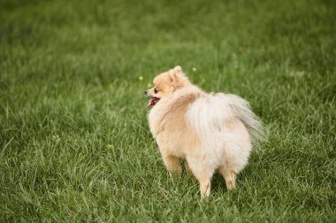 Yeşil çimenlikte parkta yürüyen hoş bir Pomeranian spitz, açık hava aktivitesi ve keyif