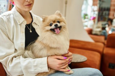 cropped view of woman sitting in pet lobby of pet hotel with pomeranian spitz sticking out tongue clipart