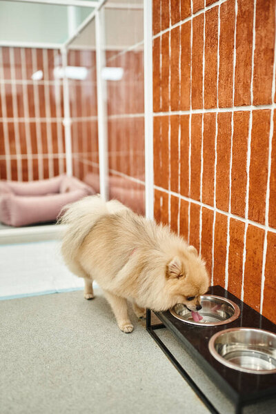 fluffy purebred doggy drinking water from bowl stand near cozy kennel in welcoming pet hotel