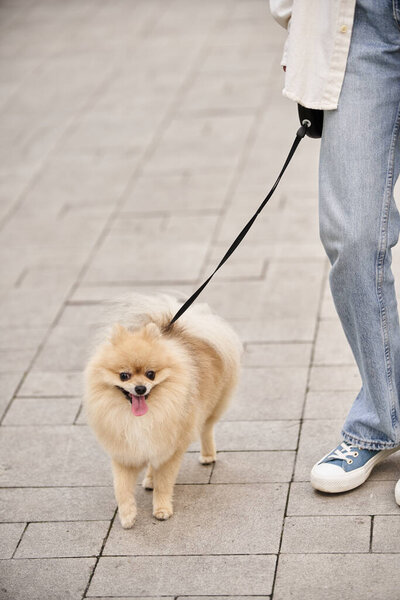 partial view of woman strolling with fluffy pomeranian spitz on roulette leash on urban street