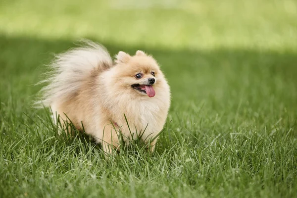 Adorable Spitz Pomeraniano Sobresale Lengua Mientras Camina Sobre Césped Verde — Foto de Stock