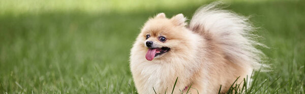 joyful pomeranian spitz sticking out tongue while walking on green grass in park, enjoyment, banner
