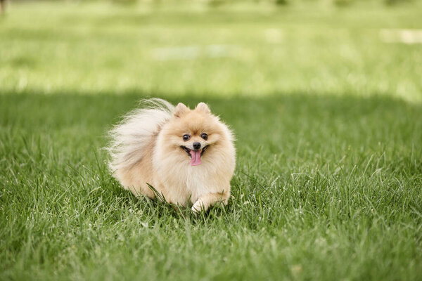playful pomeranian spitz walking on green grass in park and sticking out tongue, dog happiness