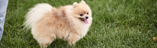 fluffy and playful pomeranian spitz walking on green grass in park, doggy happiness, banner