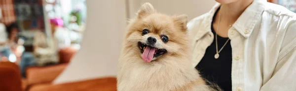 Cute Pampered Pomeranian Spitz Sticking Out Tongue Cropped Woman Cozy — Stock Photo, Image