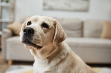 Evcil hayvan, sevimli labrador modern dairenin içinde oturma odasına bakıyor.