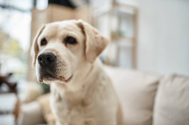 Tüylü evcil hayvan, sevimli labrador modern dairenin içinde oturma odasına bakıyor.