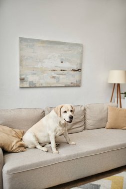 Hayvan yoldaşı, labrador modern dairenin oturma odasındaki rahat koltukta oturuyor.