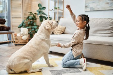 İlkokul öğrencisi kız modern oturma odasında Labrador 'la gülüyor ve oynuyor. Çocuk köpeğe ödül veriyor.