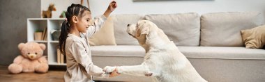 Gündelik giyinen tatlı kız Labrador 'la oynuyor ve oturma odasında ödül veriyor, köpek afişi eğitiyor.