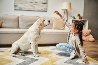 Gündelik giyinen tatlı kız Labrador 'la oynuyor, oturma odasında ödül veriyor, köpek eğitiyor.