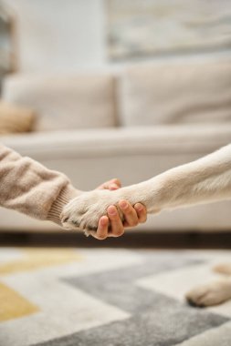 sevimli labrador modern oturma odasında küçük bir kıza pençe veriyor, çocuk ve köpeğin kesilmiş görüntüsü.