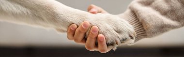 sevimli labrador modern oturma odasında küçük bir kıza pençe atıyor, çocuk ve köpek afişi kırpılmış.