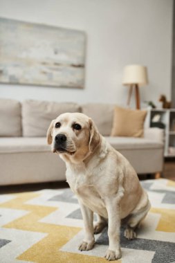 animal companion, cute labrador dog sitting on carpet in living room inside of modern apartment clipart