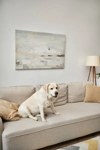 动物伴侣 拉布拉多人坐在现代化公寓客厅里舒适的沙发上 — 图库照片