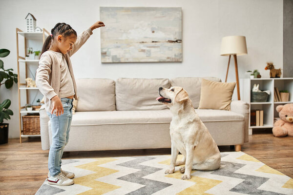 cute girl in casual wear training labrador in living room, kid giving treat while teaching dog