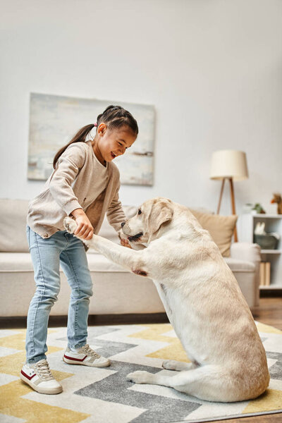 happy girl in casual wear training labrador in modern living room, dig giving paws to child