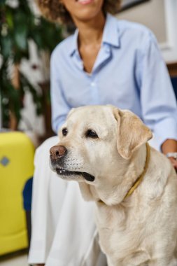 cheerful traveler waiting for check in with Labrador in pet-friendly hotel, black woman with dog clipart