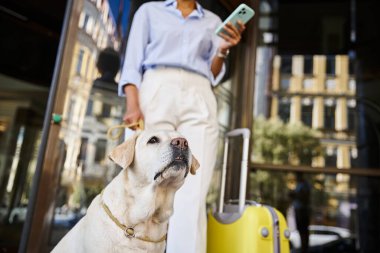 focus on labrador near african american woman using smartphone at pet-friendly hotel entrance clipart