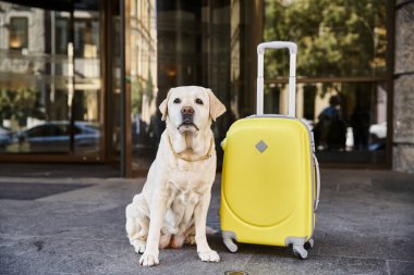 Sevimli labrador, sarı valizlerin yanında, evcil hayvan dostu otelin girişinde, seyahat konsepti.