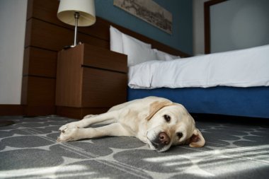 Sevimli beyaz labrador, hayvan dostu bir otel odasında yatıyordu.