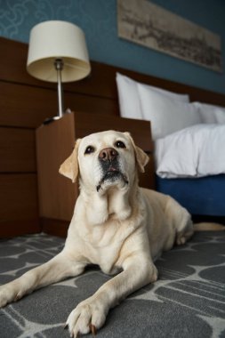 adorable white labrador lying near bed in a pet-friendly hotel room, animal companion and travel clipart