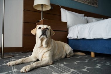 Beyaz labrador, hayvan dostu bir otel odasında yatıyordu. Hayvan arkadaşı ve seyahat konsepti.