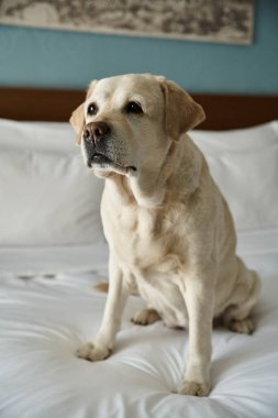 Evcil hayvan dostu bir otel odasında beyaz bir yatakta oturan sevimli beyaz labrador, hayvan arkadaşı ve seyahat.