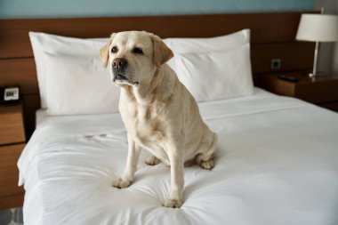 Beyaz labrador, hayvan dostu bir otel odasında beyaz bir yatakta oturuyor.