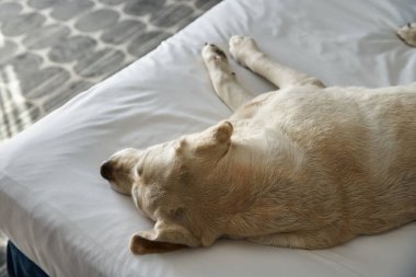 Hayvan dostu bir otel odasındaki beyaz yatakta dinlenen labrador manzarası, hayvan arkadaşı ve seyahat.