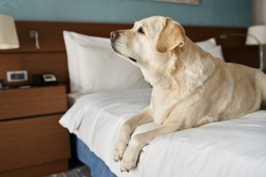 Beyaz labrador, hayvan dostu bir otel odasında beyaz bir yatakta oturuyor.