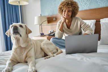 Laptopta çalışan ve otel odasında yataktaki Labrador 'a bakan Afro-Amerikan kadın.
