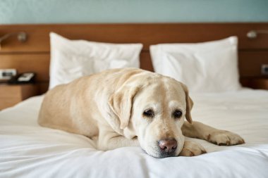 Beyaz labrador, hayvan dostu bir otel odasında, yatakta, hayvan dostu konseptiyle seyahat ediyor.