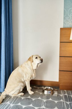 Sevimli labrador köpeği evcil hayvan dostu bir otelde evcil hayvan yiyeceğiyle kasenin yanında oturuyor, seyahat ediyor.