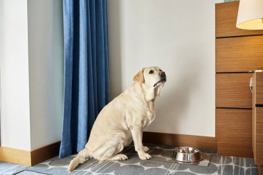 Beyaz labrador köpeği evcil hayvan dostu bir otelde evcil hayvan yiyeceğiyle kasenin yanında oturuyor, seyahat ediyor.