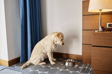 Şirin labrador köpeği oturmuş evcil hayvan dostu bir otelde evcil hayvan yiyeceğiyle kaseye bakıyor.