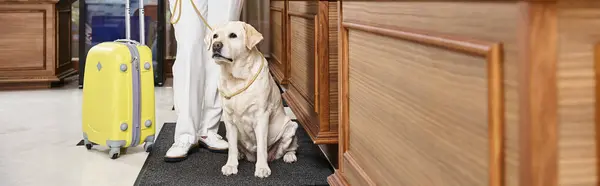 stock image cropped banner of traveler standing near labrador dog and luggage at reception of pet-friendly hotel