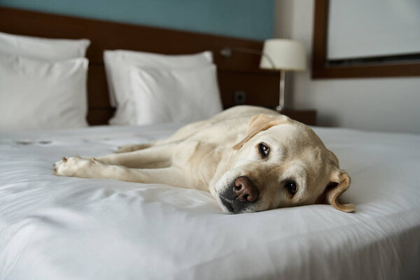 white labrador resting on a white bed in a pet-friendly hotel room, animal companion and travel