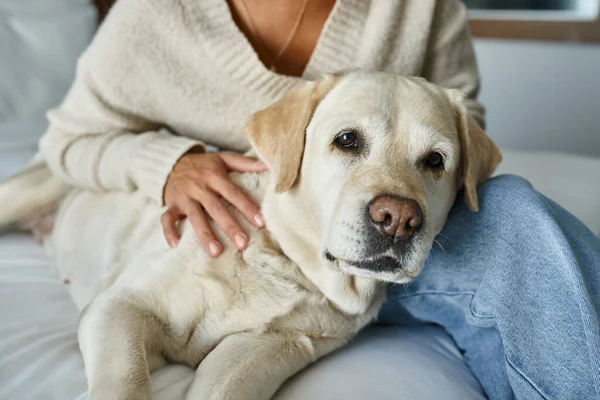 Beschnittene Afroamerikanerin Kuscheligen Pullover Kuschelt Labrador Haustierfreundlichen Hotelzimmer — Stockfoto